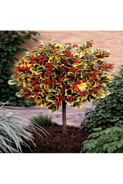  Highclere Holly на штамбі